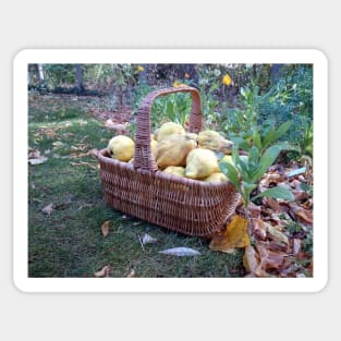 Quinces in the basket Sticker